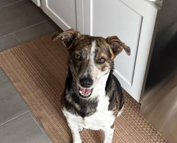 Mona -  Cattle Dog Dog for Adoption in Denver, Colorado - Mona | PetCurious