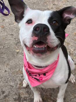 Rescue Pit Bull Terrier Dogs for Adoption in Randleman, North Carolina - Phoebe | PetCurious