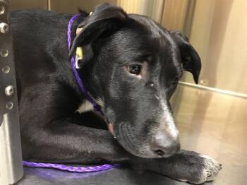 Labrador Retriever Dogs Available for Adoption in Tustin, California - POWDER | PetCurious