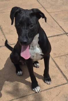 Susan -  Terrier and Mixed Breed Dog for Adoption in Shreveport, Louisiana - Susan | PetCurious