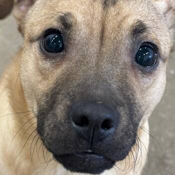 Mixed Breed Dogs Available for Adoption - Louie 3D26 | PetCurious