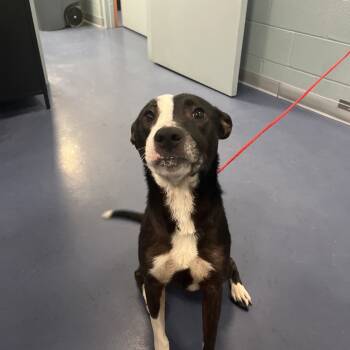 Rescue Pit Bull Terrier and Mixed Breed Dogs for Adoption in Greensboro, North Carolina - Calzone | PetCurious