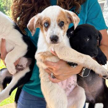 Kiki -  Mixed Breed Dog for Adoption in Brentwood, Missouri - Kiki | PetCurious