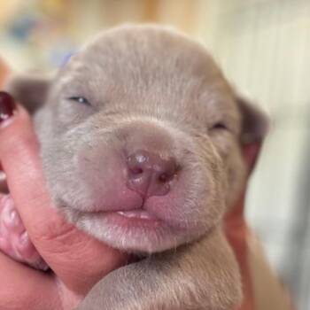 Malcolm - white -  Anatolian Shepherd and Dutch Shepherd Dog for Adoption in Greenfield, Indiana - Malcolm - White | PetCurious
