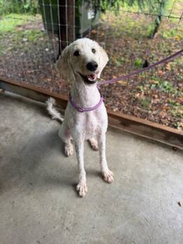 Hrothgar "Gar -  Poodle and Golden Retriever Dog for Adoption in Lovingston, Virginia - Hrothgar "Gar | PetCurious