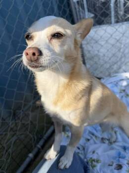 Spring -  Cardigan Welsh Corgi and Mixed Breed Dog for Adoption in Visalia, California - Spring | PetCurious