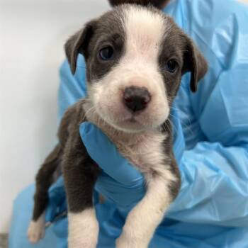 FEE -  Terrier Dog for Adoption in San Antonio, Texas - FEE | PetCurious