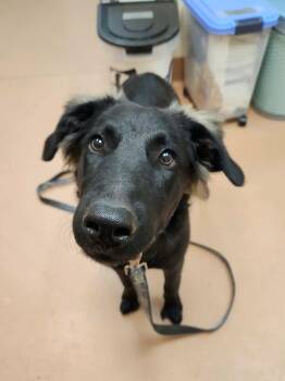 Skye -  Shepherd Dog for Adoption in Kennewick, Washington - Skye | PetCurious