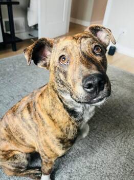 Chocolate Labrador Retriever and Whippet Dogs Available for Adoption - Stella | PetCurious