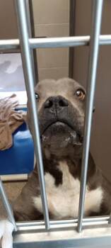LUFFY -  Pit Bull Terrier Dog for Adoption in Albuquerque, New Mexico - LUFFY | PetCurious