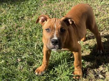 Sarge -  Pit Bull Terrier Dog for Adoption in Fenton, Missouri - Sarge | PetCurious