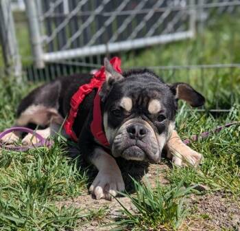 English Bulldog Dogs Available for Adoption - Gloria | PetCurious