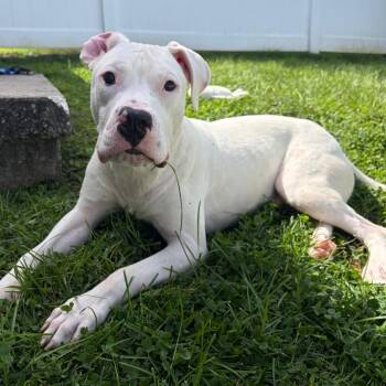 Bada Boom -  Pit Bull Terrier Dog for Adoption in York, Pennsylvania - Bada Boom | PetCurious