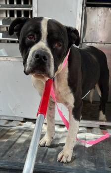 Zipper -  American Bully and Pit Bull Terrier Dog for Adoption in Kermit, Texas - Zipper | PetCurious