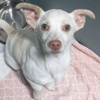 Chihuahua Dogs Available for Adoption - Chase | PetCurious