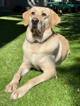 Scout -  Yellow Labrador Retriever Dog for Adoption in Point, Texas - Scout | PetCurious