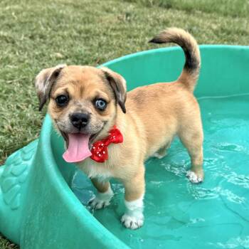 Ivy -  Pug Dog for Adoption in Fairfield, Connecticut - Ivy | PetCurious