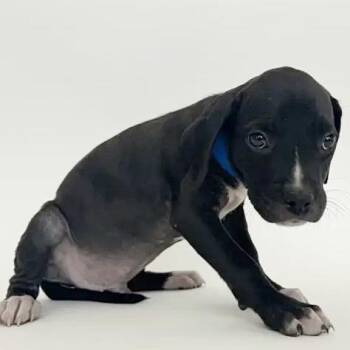 Thriller -  Boxer Dog for Adoption in Brentwood, Missouri - Thriller | PetCurious