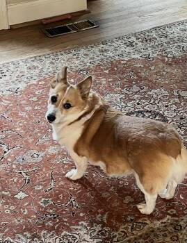 Corgi Dogs Available for Adoption in Chester Springs, Pennsylvania - Dylan | PetCurious