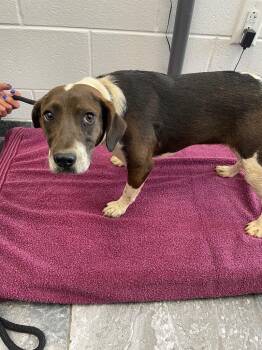 Coco -  Mixed Breed Dog Available for Adoption in Oxford, North Carolina - Coco | PetCurious