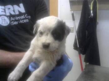 Australian Cattle Dog Blue Heeler and Mixed Breed Dogs Available for Adoption in Albuquerque, New Mexico - JAFAR | PetCurious