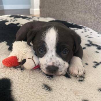 Terrier and Australian Cattle Dog Blue Heeler Dogs Available for Adoption in San Antonio, Texas - Angel | PetCurious