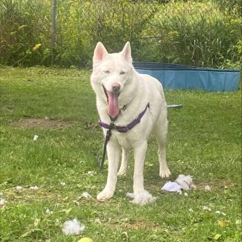 Lumi -  Mixed Breed Dog for Adoption in Oshkosh, Wisconsin - Lumi | PetCurious