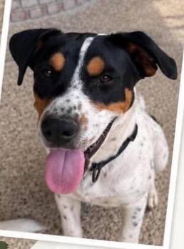Ranger -  Australian Cattle Dog Blue Heeler Dog for Adoption in Grand Rapids, Michigan - Ranger | PetCurious