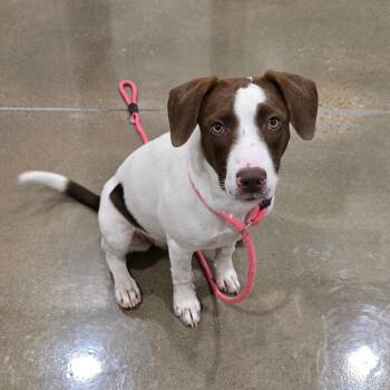 German Shorthaired Pointer and Mixed Breed Dogs Available for Adoption in Washburn, Missouri - Lucy B. | PetCurious