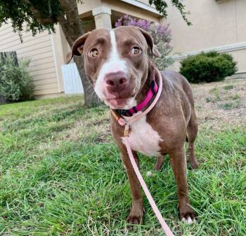 Rescue Labrador Retriever and Pit Bull Terrier Dogs for Adoption in Fairfield, Connecticut - Brownie | PetCurious