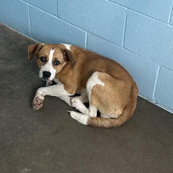 Bingo -  Jack Russell Terrier and Mixed Breed Dog for Adoption in Emporia, Kansas - Bingo | PetCurious