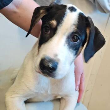 Bobby Black -  Catahoula Leopard Dog and Mixed Breed Dog for Adoption in Chicago, Illinois - Bobby Black | PetCurious