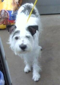 Mixed Breed Dogs Available for Adoption in Dallas, Texas - LOLO | PetCurious