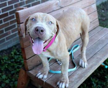 Maddy (AO37833) -  American Bulldog Dog for Adoption in Kansas City, Kansas - Maddy (AO37833) | PetCurious