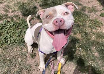 ARLO -  Pit Bull Terrier Dog for Adoption in Colorado Springs, Colorado - ARLO | PetCurious