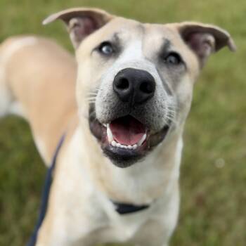 Pepsi -  Labrador Retriever Dog for Adoption in Pearland, Texas - Pepsi | PetCurious
