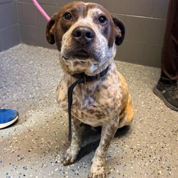 Terrier and Pointer Dogs Available for Adoption in Tuscaloosa, Alabama - TUSC-Stray-84391 | PetCurious