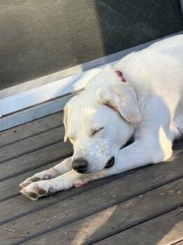 Labrador Retriever and Akbash Dogs Available for Adoption in Austin, Texas - Patty Mayonnaise | PetCurious