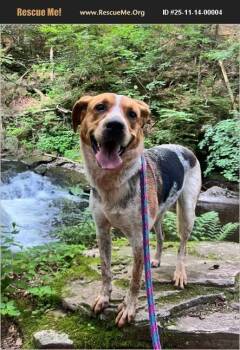 Rescue Australian Cattle Dog Blue Heeler and Foxhound Dogs for Adoption in Benton, Pennsylvania - Oakley | PetCurious