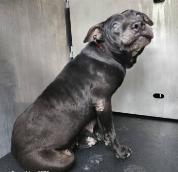 American Staffordshire Terrier Dogs Available for Adoption in San Antonio, Texas - BARBIE | PetCurious