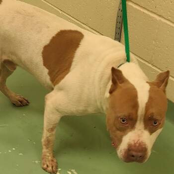 Tatum -  Mixed Breed Dog for Adoption in Memphis, Tennessee - Tatum | PetCurious