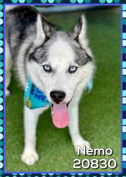 NEMO -  Siberian Husky and Pomsky Dog for Adoption in Marietta, Georgia - NEMO | PetCurious