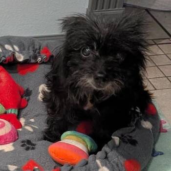 Bratty Girl -  Yorkshire Terrier and Mixed Breed Dog for Adoption in Apple Valley, California - Bratty Girl | PetCurious