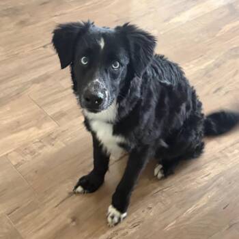 Australian Shepherd and Border Collie Dogs Available for Adoption - Bogey D11188 | PetCurious