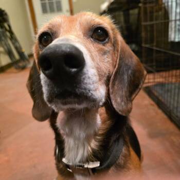 Barney Eugene -  Beagle Dog for Adoption in Glenfield, New York - Barney Eugene | PetCurious
