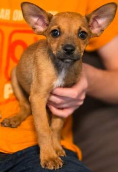Pixie Harrington -  Chihuahua and Terrier Dog for Adoption in El Dorado, Arkansas - Pixie Harrington | PetCurious