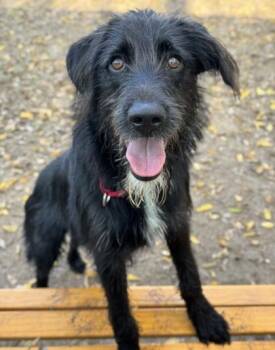 Terrier and Mixed Breed Dogs Available for Adoption in San Antonio, Texas - Benson | PetCurious