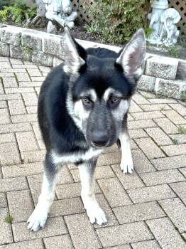 Lukey -  German Shepherd Dog Dog Available for Adoption - Lukey | PetCurious