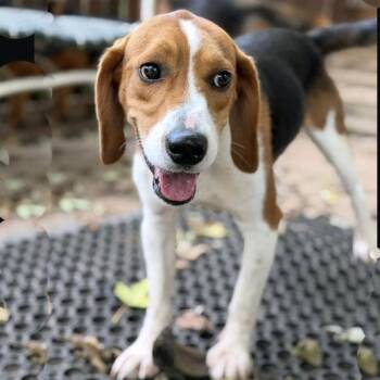 Copper Painter -  Beagle Dog for Adoption in London, Ohio - Copper Painter | PetCurious