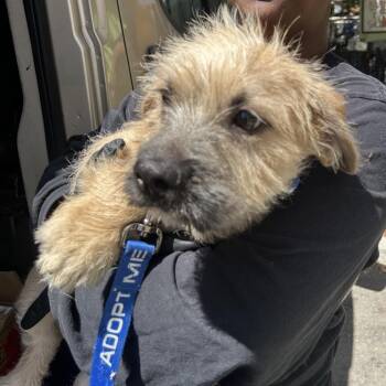 ROOSTER -  Terrier and Mixed Breed Dog for Adoption in Richmond, California - ROOSTER | PetCurious